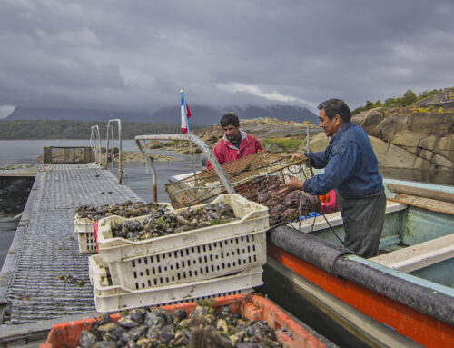 UdeC, COPAS Coastal e INCAR invitan a postular al Diplomado Adaptación al Cambio Climático en Pesca y Acuicultura