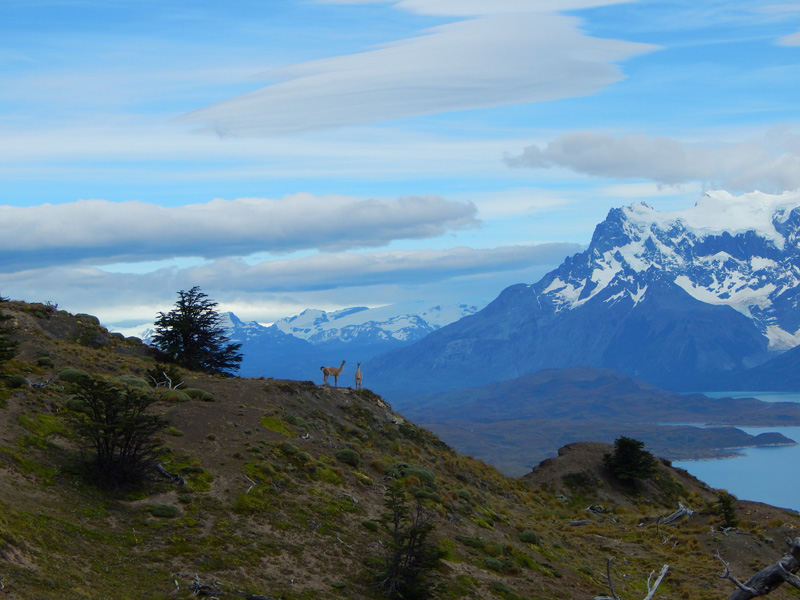 Guanacos en Sierra del Toro (R. Magallanes y Antártida chilena). Dic. 2018, A. Sierra-Almeida.