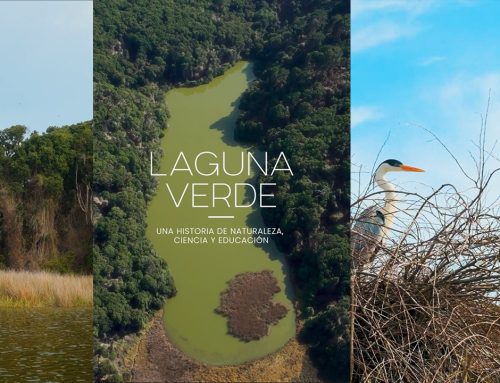 Martes 19 mayo: FCNO estrena el documental “Laguna Verde”, una inédita alianza entre arte y ciencia para la conservación de Hualpén