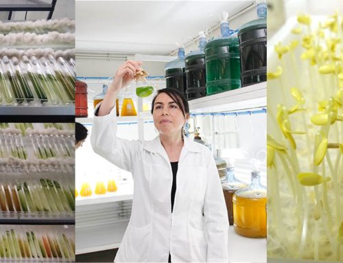 Innovación biotecnológica contra el estrés climático: Dra. Patricia Gómez se adjudica fondo Fondef IDeA 2026 para desarrollar bioestimulantes agrícolas a partir de microalgas