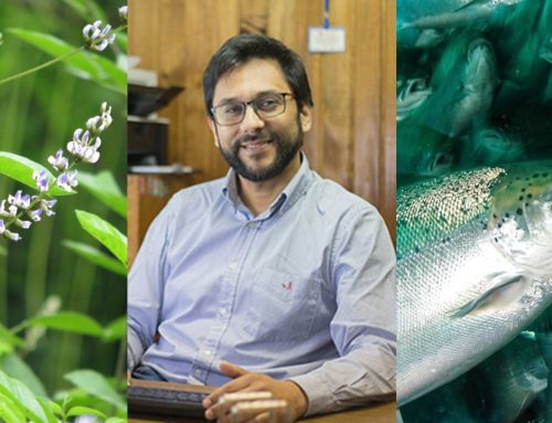 Ciencia nativa para una acuicultura sostenible: Dr. Ariel Valenzuela liderará proyecto Fondef para validar las propiedades medicinales del culén en salmónidos