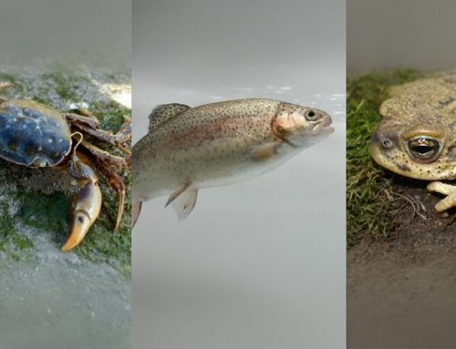 Ciclo “Conoce para decidir” invita a descubrir las líneas de investigación del Laboratorio de Fisiología Animal Comparada de la FCNO