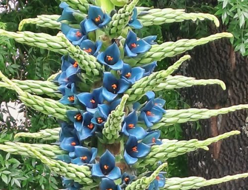 Vuelve a florecer la Puya de la FCNO: el espectáculo primaveral que marca octubre en la UdeC